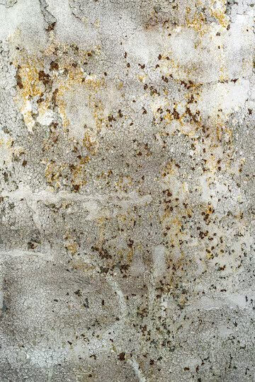 Contact Your Quality Painters Today for Dry Rot Repair Contractors Near You!