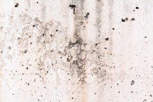 Unmatched Dry Rot Restoration Services at Your Doorstep